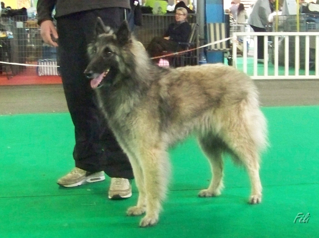 n°94 Chentyt des loups de la foret sacrée 5410.JPG